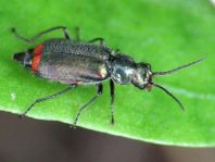 Malachius bipustulatus