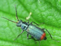 Malachius bipustulatus