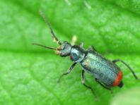 Malachius bipustulatus
