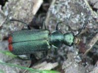 Malachius bipustulatus