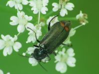 Malachius bipustulatus