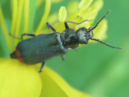 Malachius bipustulatus