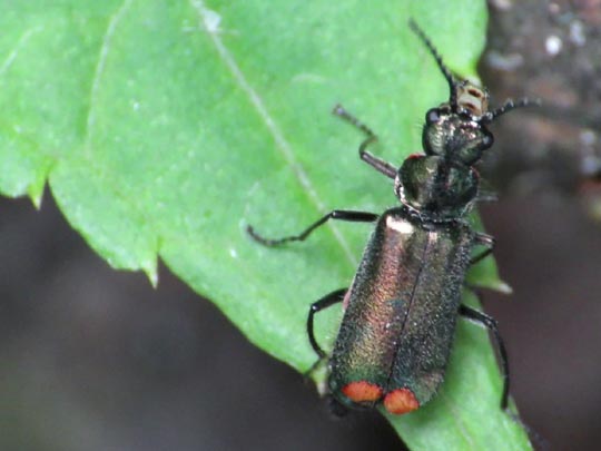 Malachius bipustulatus