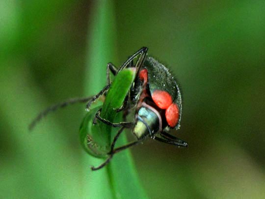 Malachius bipustulatus
