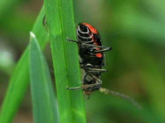 Malachius bipustulatus