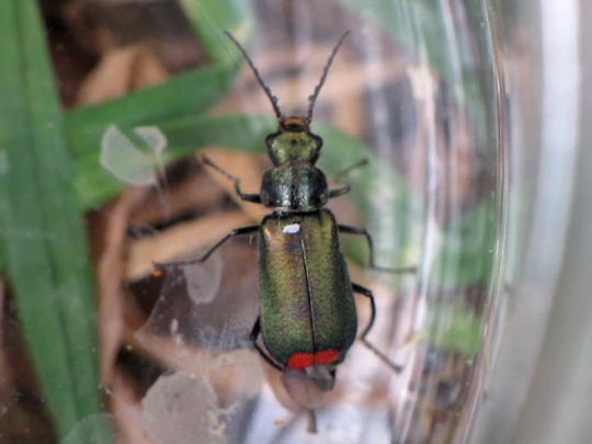 Malachius bipustulatus