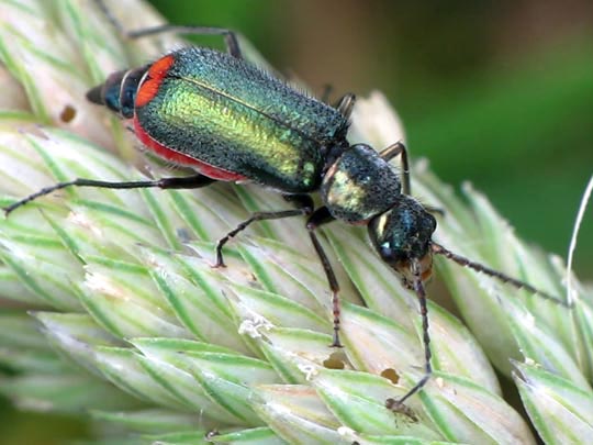 Malachius bipustulatus