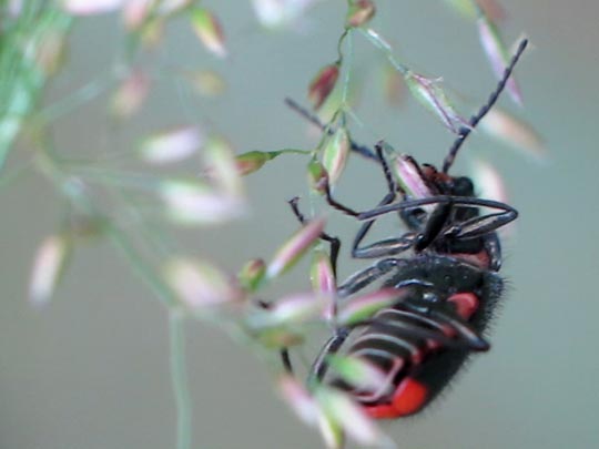 Malachius bipustulatus