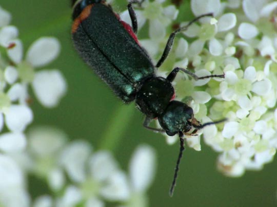 Malachius bipustulatus