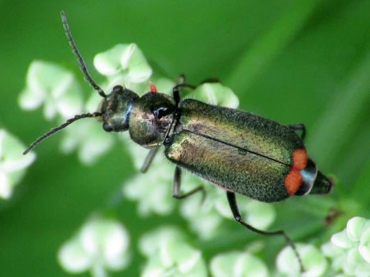Malachius bipustulatus