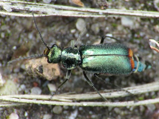 Malachius bipustulatus