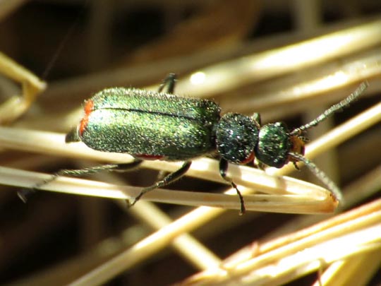 Malachius bipustulatus