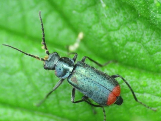 Malachius bipustulatus