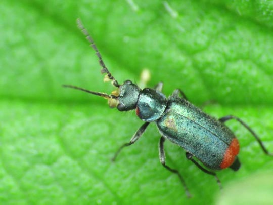 Malachius bipustulatus