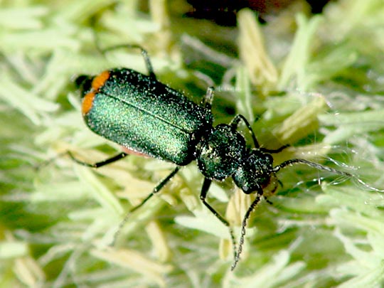 Malachius bipustulatus