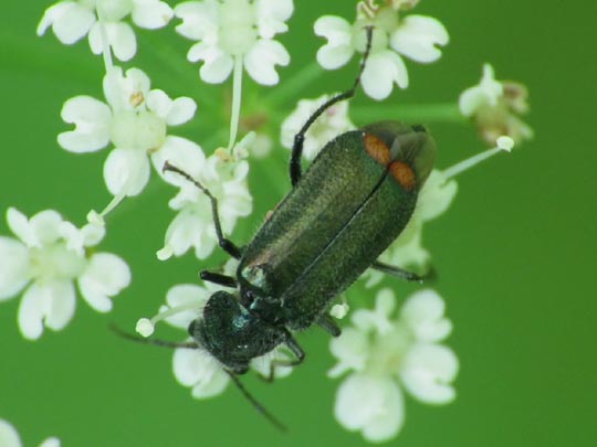 Malachius bipustulatus