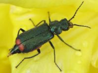 Malachius bipustulatus