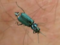 Malachius bipustulatus