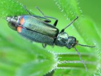 Malachius bipustulatus