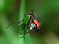 Malachius bipustulatus