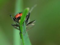 Malachius bipustulatus