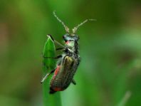 Malachius bipustulatus
