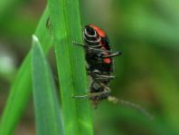 Malachius bipustulatus
