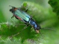 Malachius bipustulatus