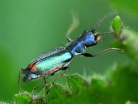 Malachius bipustulatus