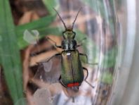 Malachius bipustulatus