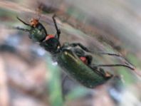 Malachius bipustulatus