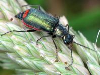 Malachius bipustulatus