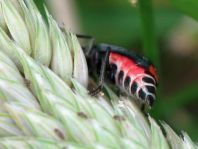 Malachius bipustulatus