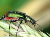 Malachius bipustulatus