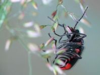 Malachius bipustulatus