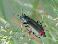 Malachius bipustulatus