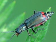 Malachius bipustulatus