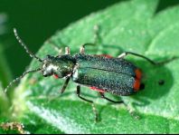 Malachius bipustulatus