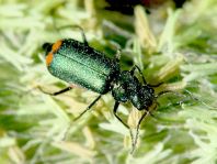 Malachius bipustulatus