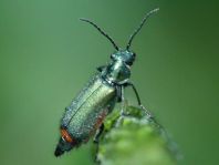 Malachius bipustulatus