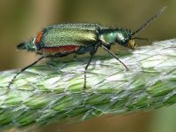 Malachius bipustulatus
