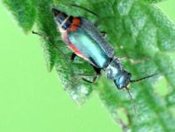 Malachius bipustulatus