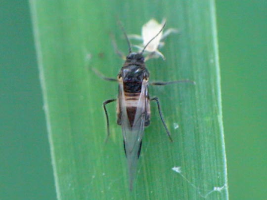 Anoecia corni