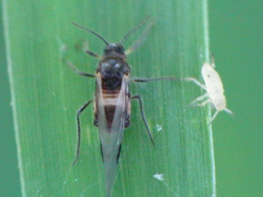 Anoecia corni