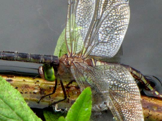 Anax parthenope, Kleine Königslibelle