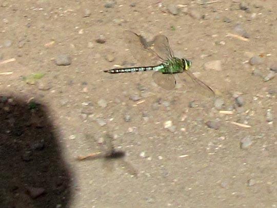 Anax imperator, Große Königslibelle