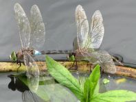 Anax parthenope, Kleine Königslibelle