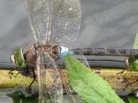 Anax parthenope, Kleine Königslibelle