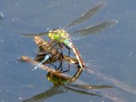 Anax imperator, Große Königslibelle