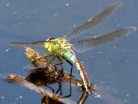 Anax imperator, Große Königslibelle